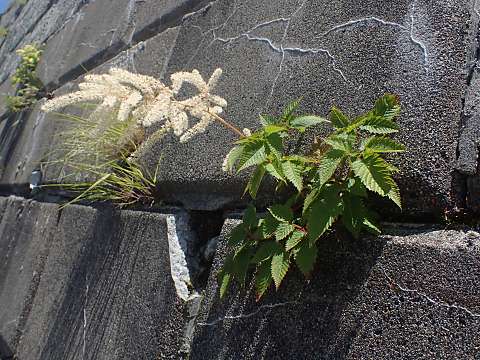 ヤマブキショウマ