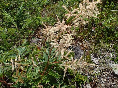 ヤマブキショウマ