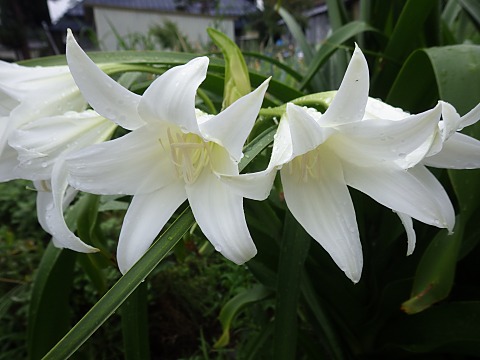 アフリカハマユウ