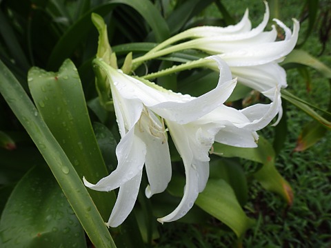 アフリカハマユウ