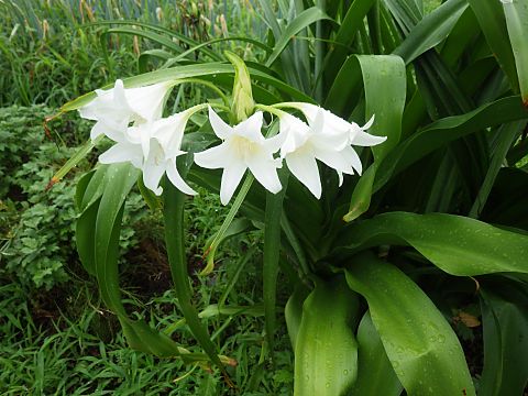 アフリカハマユウ