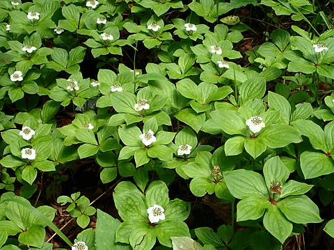 ゴゼンタチバナ