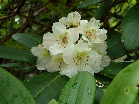 ハクサンシャクナゲ