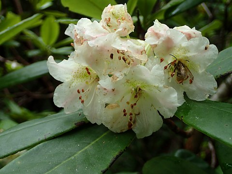 ハクサンシャクナゲ