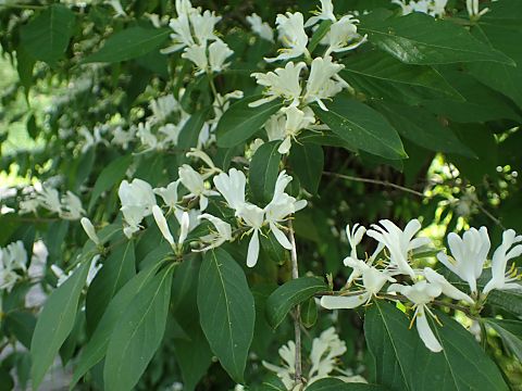 ハナヒョウタンボク