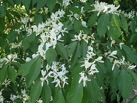 ハナヒョウタンボク