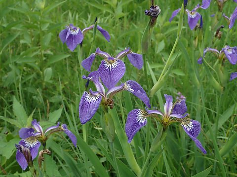 ヒオウギアヤメ