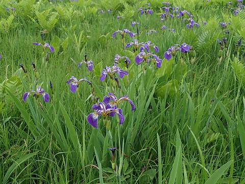 ヒオウギアヤメ