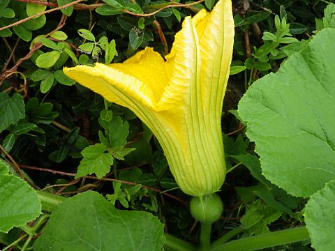 カボチャの雌花