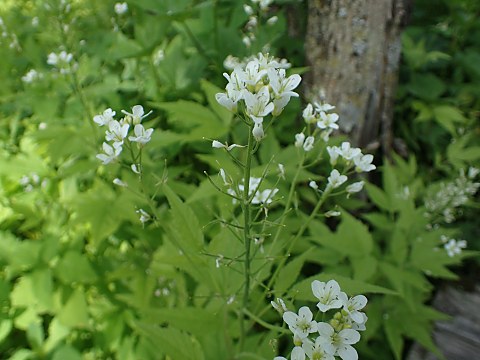 �R�������\�E