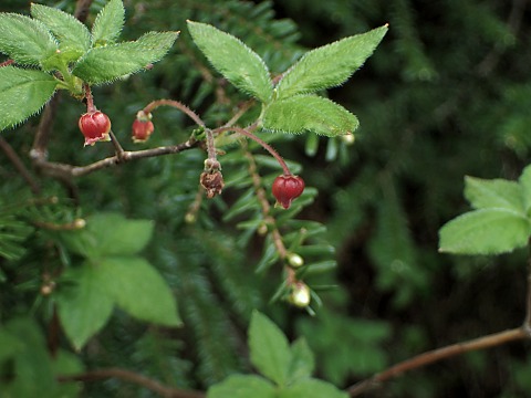 コヨウラクツツジ