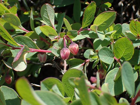 �N���}���m�L