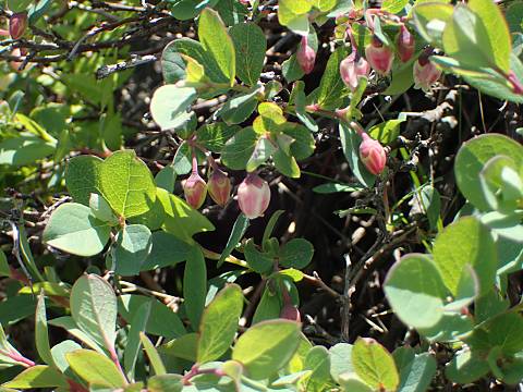 �N���}���m�L