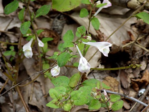 ミヤマママコナ