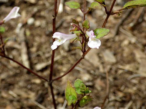 ミヤマママコナ