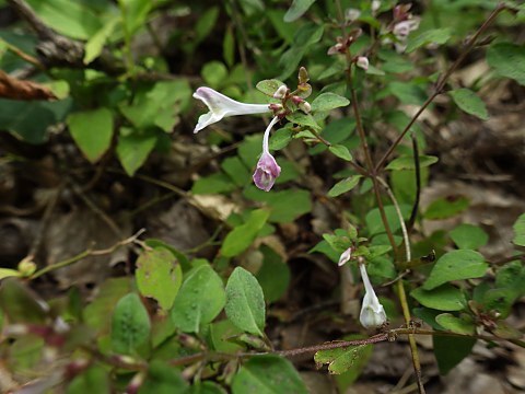 ミヤマママコナ