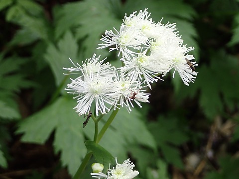 モミジカラマツ