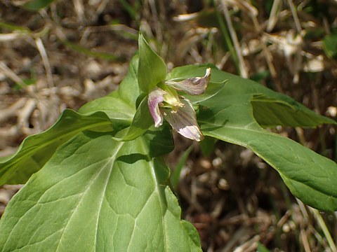 ムラサキエンレイソウ