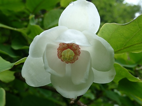 オオヤマレンゲ