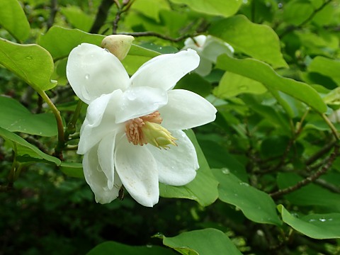 オオヤマレンゲ