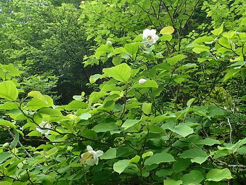 オオヤマレンゲ