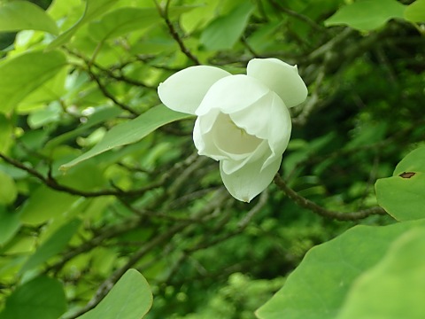 オオヤマレンゲ