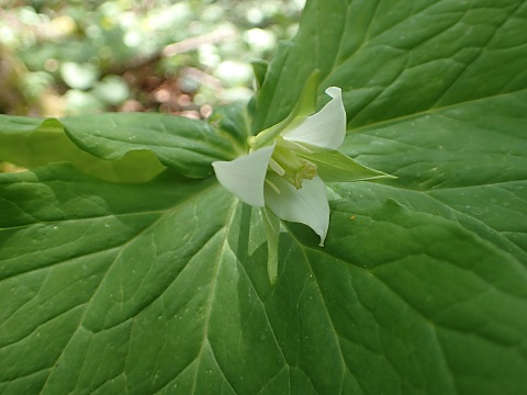 ミヤマエンレイソウ