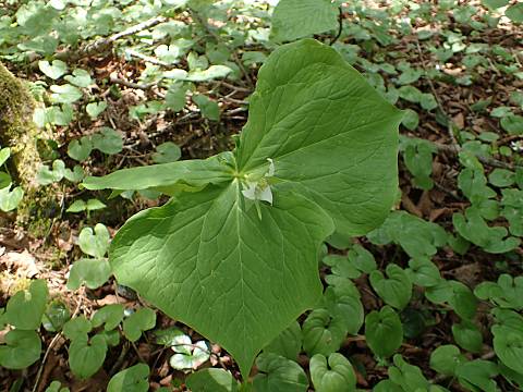 ミヤマエンレイソウ