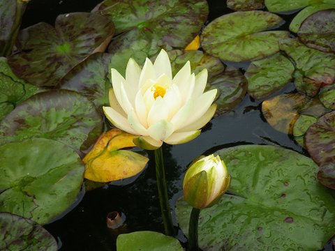 �X�C����