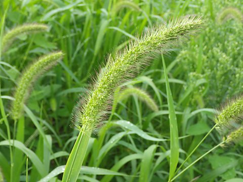 アキノエノコログサ