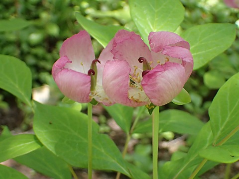 ヤマシャクヤク