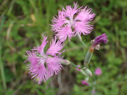 エゾカワラナデシコ