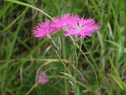 エゾカワラナデシコ