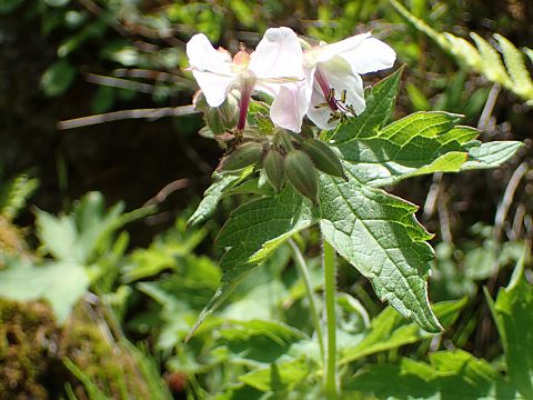 グンナイフウロ