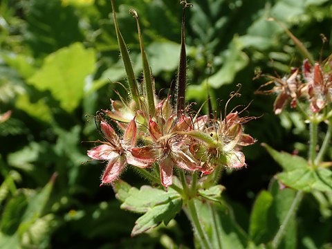 グンナイフウロ