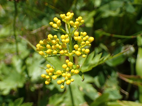 �n�N�T���I�~�i�G�V