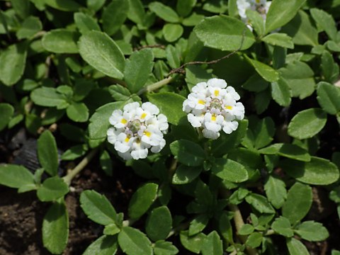 ヒメイワダレソウ