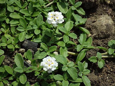 ヒメイワダレソウ