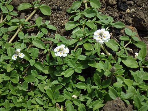 ヒメイワダレソウ