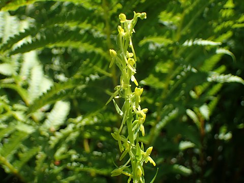 ホソバノキソチドリ