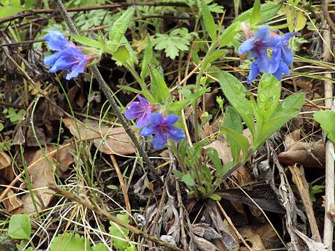 �z�^���J�Y��