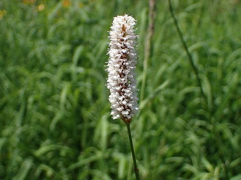 イブキトラノオ