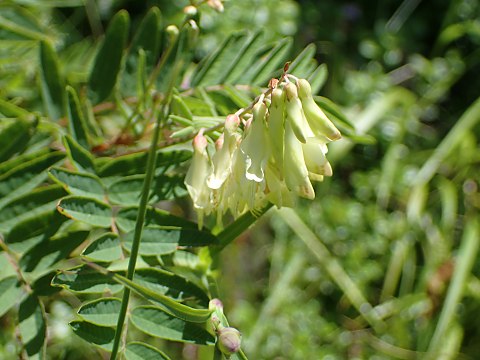 �C���I�E�M