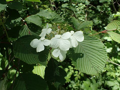 ケナシヤブデマリ