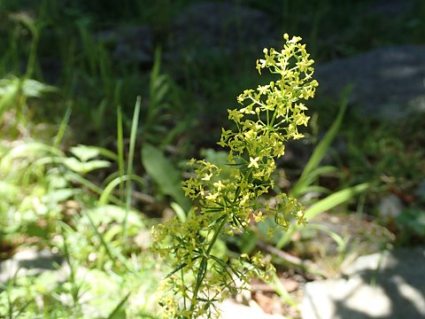 キバナカワラマツバ