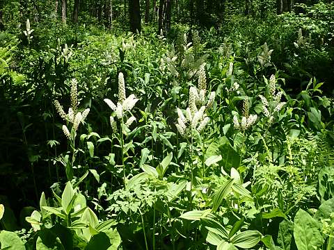 コバイケイソウ