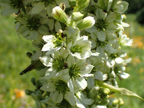 コバイケイソウ