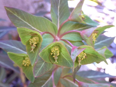 マルミノウルシ