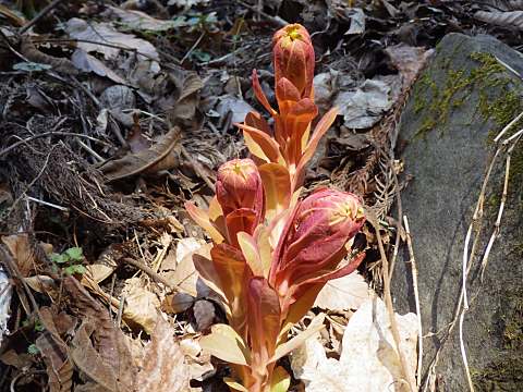 マルミノウルシ