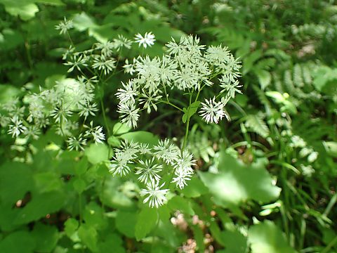 ミヤマカラマツ